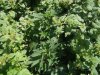 ogkush13-albums-outdoor-g13-haze-white-berry-2009-picture71187-g13haze2.jpg