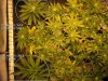 2weekflower4des.jpg