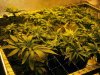 2weekflower6.jpg