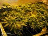 2weekflower6des.jpg