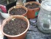 13 - Next Generation (3 mango saphire seeds + one MAngo Saphire cutting).jpg