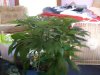 rhino grow 012.jpg