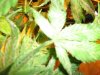 plant problems 002.jpg