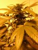 DSCN6810.jpg