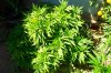 grow 168.jpg