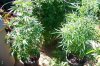 grow 171.jpg