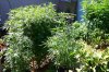 grow 170.jpg