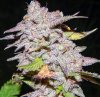 mac_dragon_No_10_day_61_1_of_1-6.jpg
