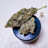 Orange Dragon Cookies 2112_kristogrows_42o  photo 3.jpg