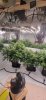 Plants all have some nice bud growth going on. Especially the special queen plants under the S...jpg
