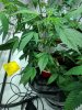 cloner plant.jpg