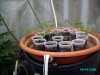 seedlings 6-18-09.jpg