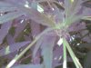 plants 008.jpg