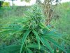 bud.jpg
