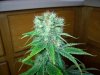 bud1.jpg