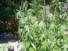 Droopy 004.jpg