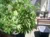 Droopy 005.jpg