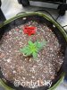 grow-with-medicgrow-fold8-only1sky-day19-2.jpg
