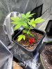 grow-with-medicgrow-fold8-only1sky-day23.jpg