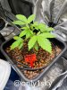grow-with-medicgrow-fold8-only1sky-day23-1.jpg