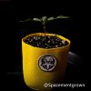 grow-with-medicgrow-smart8-spacementgrown-4.jpeg