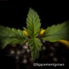 grow-with-medicgrow-smart8-spacementgrown-5.jpeg