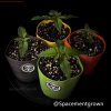 grow-with-medicgrow-smart8-spacementgrown-20220115.jpeg