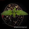 grow-with-medicgrow-smart8-spacementgrown-20220115-3.jpeg