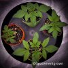 grow-with-medicgrow-smart8-spacementgrown-20220118.jpg