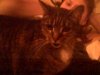 cat002.jpg