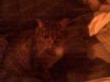 cat009.jpg