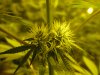 DAY_23_FLOWER_002.jpg