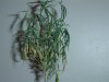 dsc00258.jpg