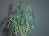 dsc00257.jpg