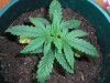 bigbud top.jpg