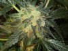 Weedpic4.jpg