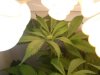 rhino grow 022.jpg