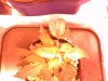 Grow 1, Day 3, Pot 5.jpg