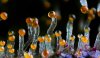 Amber-Trichomes__MA6jA6RLdKxIQICG.jpg