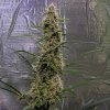 Gelato 8 Mar Day 59.jpg