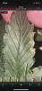 127FD301-E5E9-4A45-8DAE-C0EB59F62038.png 127FD301-E5E9-4A45-8DAE-C0EB59F62038.png