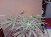 Missing Plant Top.jpg