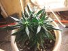 DSCF7935.jpg