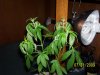 100_3414.jpg 100_3414.jpg