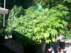 Droopy.Outdoor 008.jpg