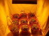 Grow Tent Pic.jpg