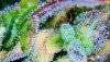 63378502-7D74-421D-8152-AC16DF928963.jpeg 63378502-7D74-421D-8152-AC16DF928963.jpeg