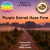 Purple Kernel Haze - with drop date.jpg