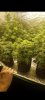 Screenshot_20220405-205552_Messages.jpg