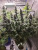 5533292_grow-journal-by-wallywonksilgmpurple-kush.jpg 5533292_grow-journal-by-wallywonksilgmpurple-kush.jpg